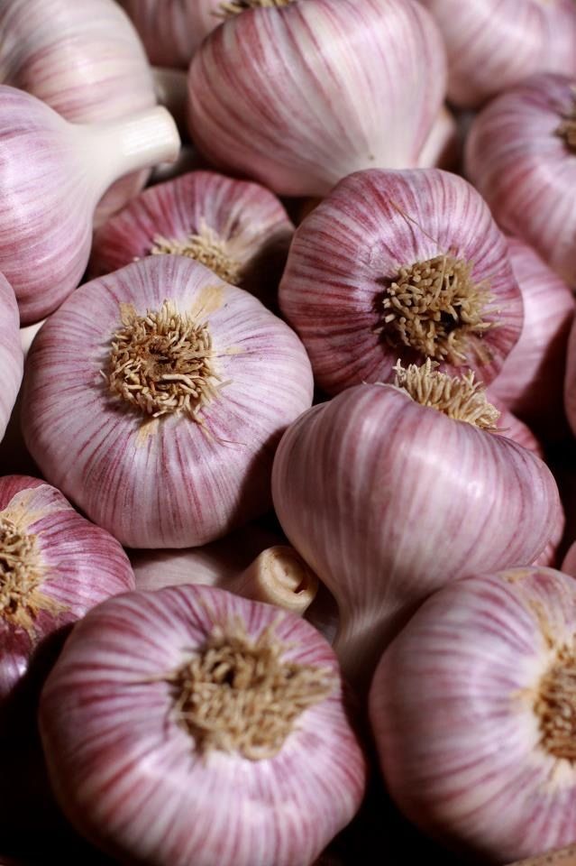 Fresh Garlic