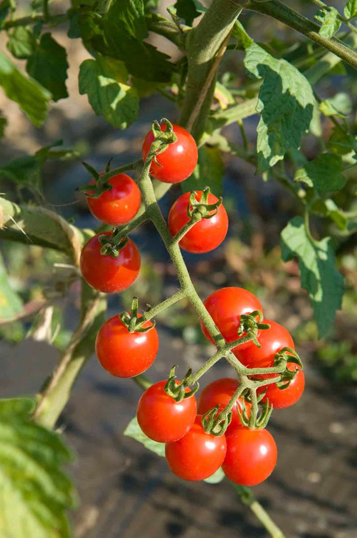 Cherry Tomatoes