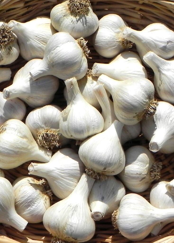 Fresh Garlic