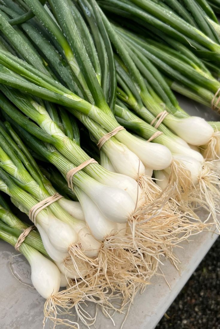 Spring Onion (1 dozen)