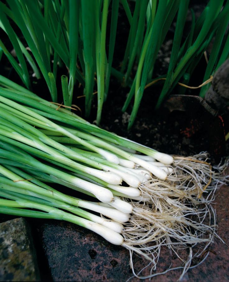 Spring Onion (1 dozen)