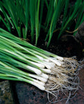 Spring Onion (1 dozen)