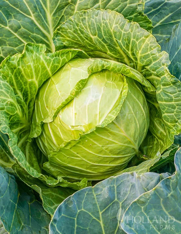 Cabbage (whole)